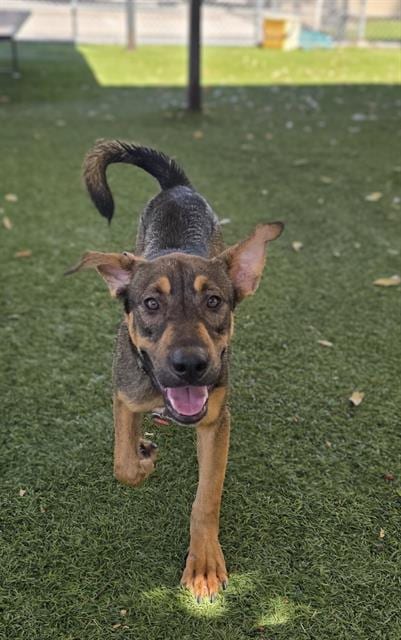 Photo of Oliver, adoptable German Shepherd Dog in Baldwin Park, California