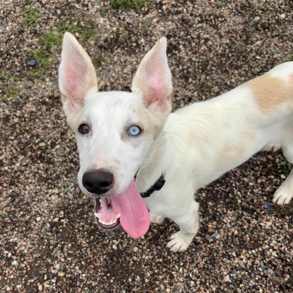 Photo of Ignacio, adoptable Husky / Hound, Ibizan in West Des Moines, Iowa