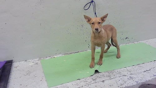 Photo of Otis, adoptable Labrador Retriever in Houston, Texas