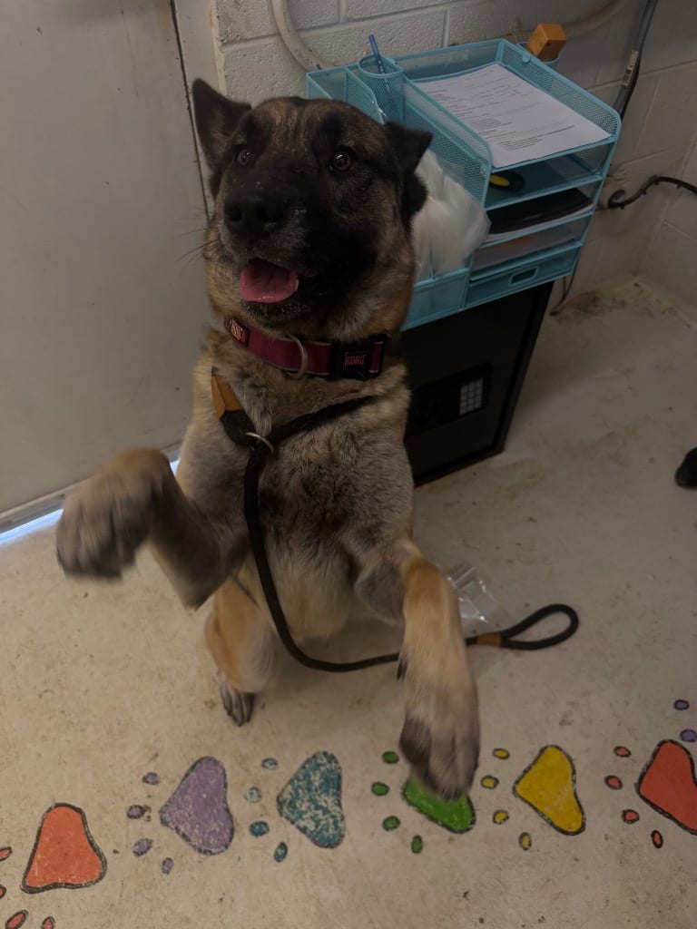 Photo of Helga, adoptable German Shepherd Dog in Chickamauga, Georgia
