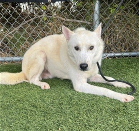 Photo of Congee, adoptable Siberian Husky in Gardena, California