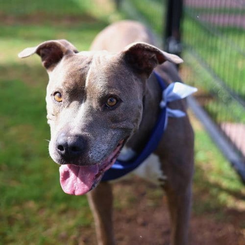 Photo of Rigsby, adoptable American Staffordshire Terrier in San Antonio, Texas