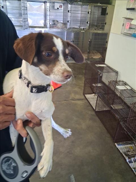 Photo of Rosita, adoptable Chihuahua in Los Angeles, California