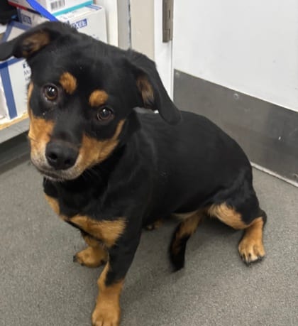 Photo of 161936, adoptable dog in Bakersfield, California
