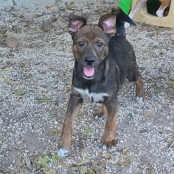 Photo of Briar AL, adoptable Husky Mixed Breed (Medium) in Baltimore, Maryland
