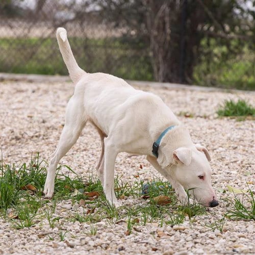 Photo of Jolie, adoptable Bull Terrier in Waco, Texas