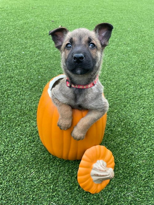 Photo of Hallowed Harvest - Cushaw - Located in Florida, adoptable Belgian Shepherd Malinois in Imlay City, Michigan