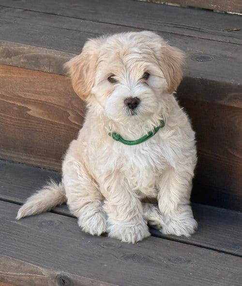 Photo of Shop: Neiman Marcus, adoptable Maltese in Romoland, California