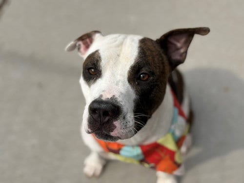 Photo of Parker, adoptable Pit Bull Terrier in Tulsa, Oklahoma