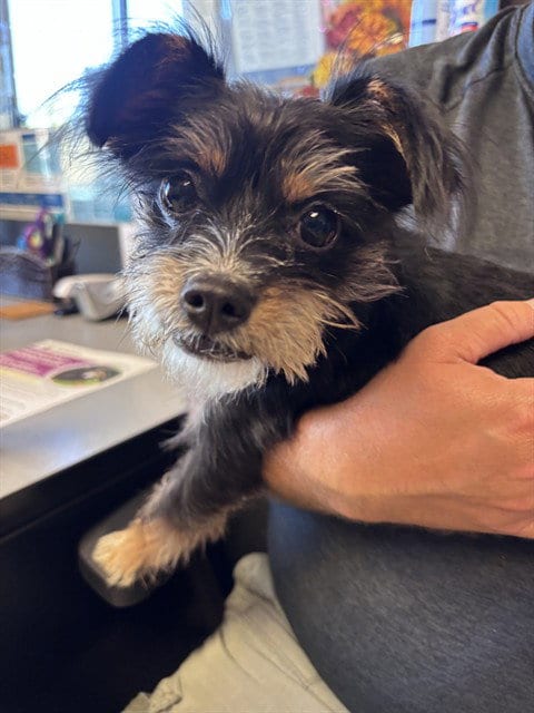 Photo of Pancho, adoptable Terrier in Olathe, Kansas