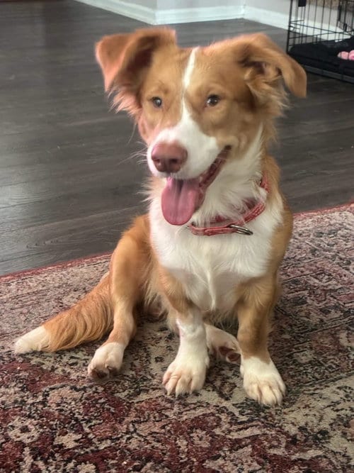 Photo of Murphy, adoptable Corgi in Denver, Colorado