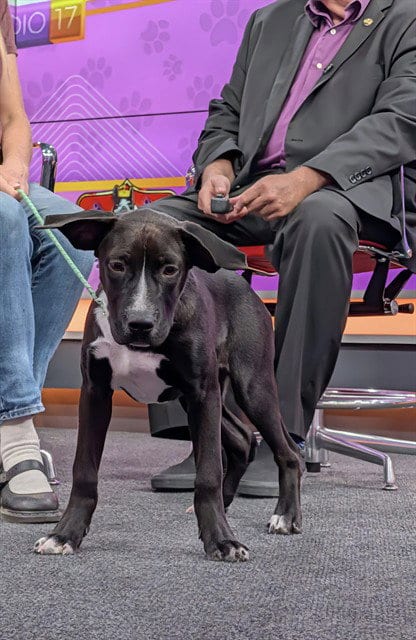 Photo of Sally, adoptable Labrador Retriever in Bakersfield, California