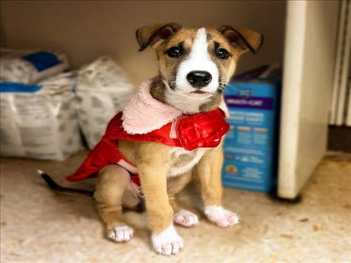 Photo of Giraffe, adoptable Pit Bull Terrier in Tulsa, Oklahoma