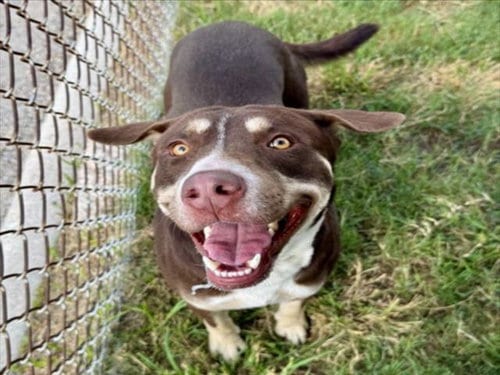 Photo of Leo, adoptable Siberian Husky in Houston, Texas