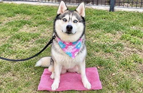 Photo of Sheena, adoptable Siberian Husky in Orange, California