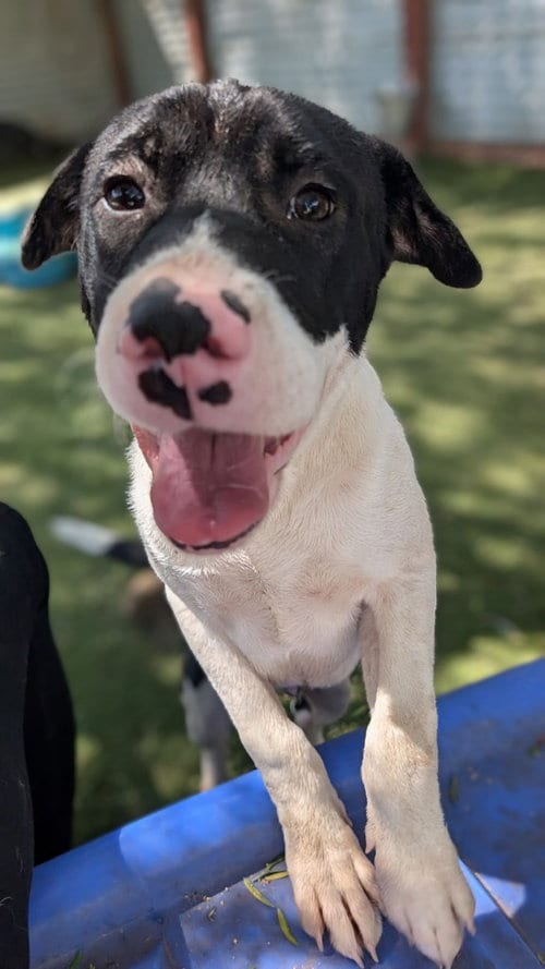Photo of Harley, adoptable Pit Bull Terrier in San Diego, California