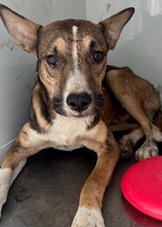 Photo of Roman, adoptable German Shepherd Dog in Stockton, California
