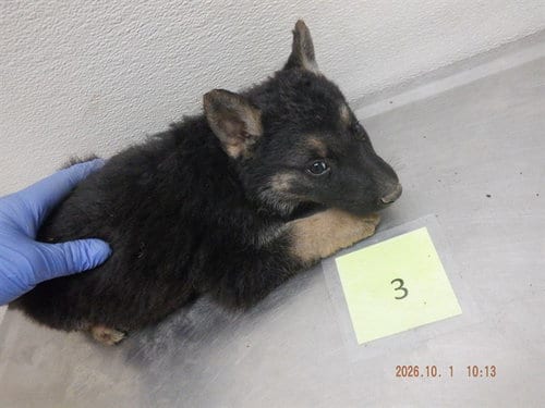 Photo of Autumn, adoptable German Shepherd Dog in Oroville, California