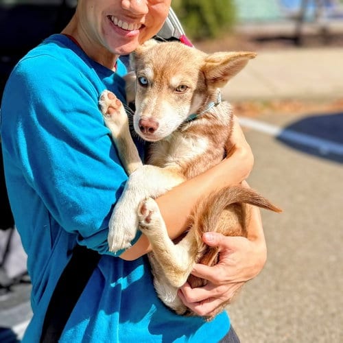 Photo of Gabby, adoptable Unknown breed in Oakland, California