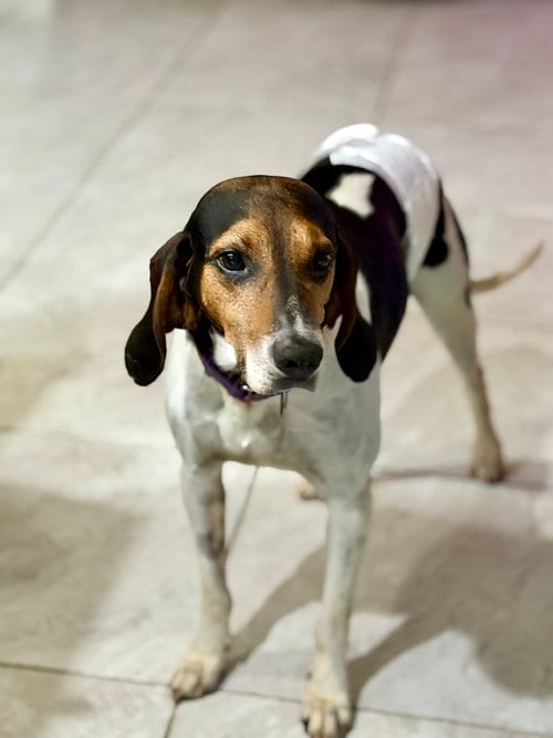 Photo of Herby, adoptable Coonhound in Tampa, Florida