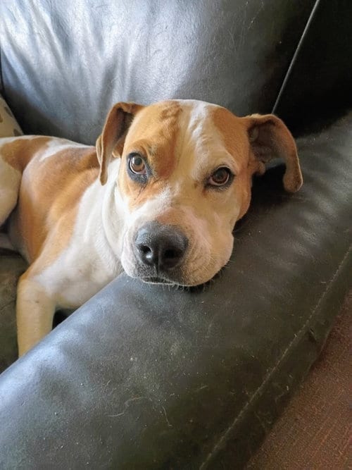 Photo of Patches, adoptable Pit Bull Terrier in Salt Lake City, Utah