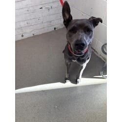Photo of Circe, adoptable American Pit Bull Terrier in San Bernardino, California