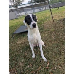 Photo of Buddy, adoptable Pointer in Texas City, Texas
