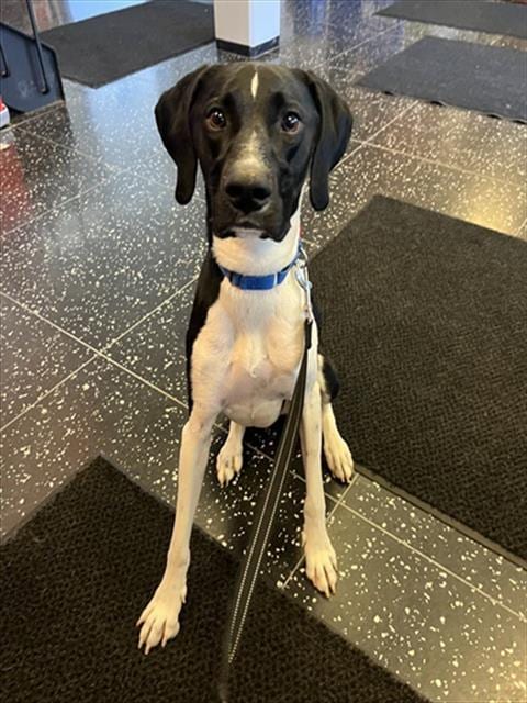 Photo of Boo, adoptable German Shorthaired Pointer in Boston, Massachusetts