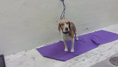 Photo of Jazzy, adoptable Beagle in Houston, Texas