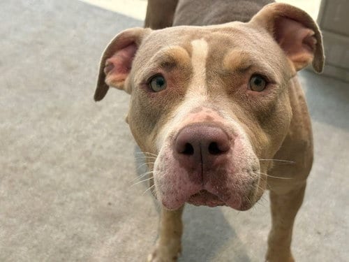 Photo of Bingo, adoptable Pit Bull Terrier in Tulsa, Oklahoma
