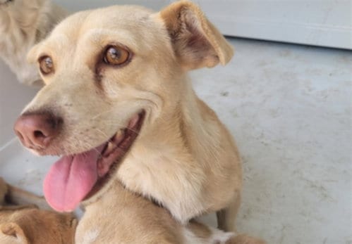 Photo of Jonie, adoptable Chihuahua in Chatsworth, California