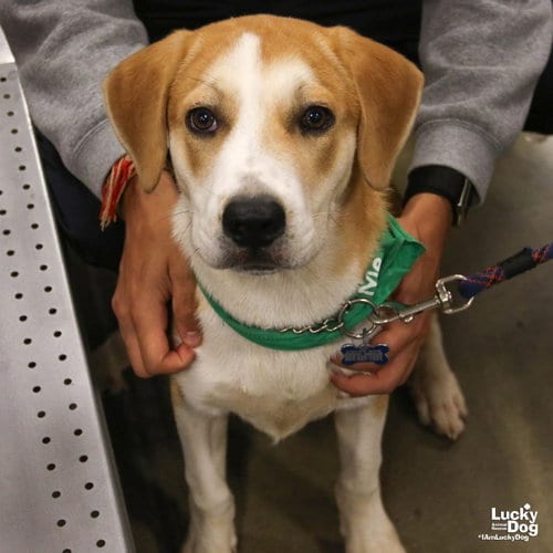 Photo of Lemon Bar, adoptable Labrador Retriever in Washington, District of Columbia