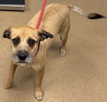 Photo of Margarin, adoptable dog in Chamblee, Georgia