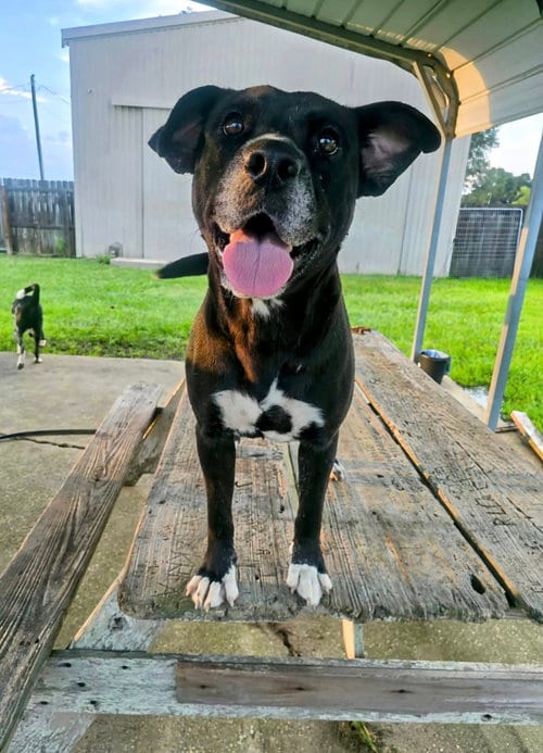 Photo of India - sweet soulful girl, adoptable Labrador Retriever in Oakhurst, New Jersey