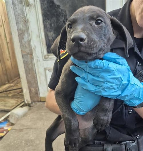 Photo of Puppy 3, adoptable American Staffordshire Terrier in San Antonio, Texas