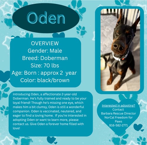 Photo of Oden, adoptable Doberman Pinscher in Rancho Cordova, California