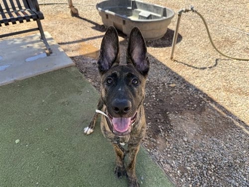 Photo of Puff, adoptable Dutch Shepherd in Phoenix, Arizona