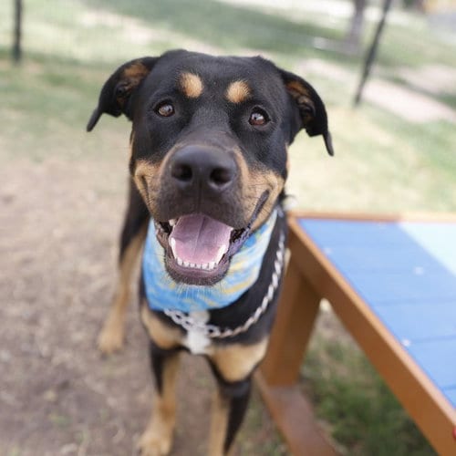 Photo of Mike, adoptable Rottweiler in San Antonio, Texas