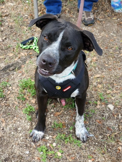 Photo of Jacks, adoptable Cane Corso Mastiff in Bandera, Texas