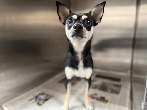 Photo of Julio, adoptable Chihuahua in Los Angeles, California