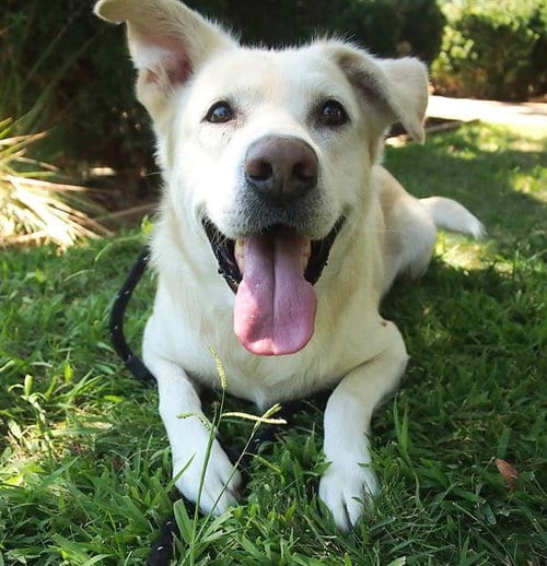 Photo of Udon, adoptable Labrador Retriever in Sacramento, California