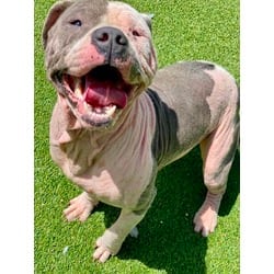 Photo of Daisy, adoptable Mixed Breed (Medium) in Munster, Indiana
