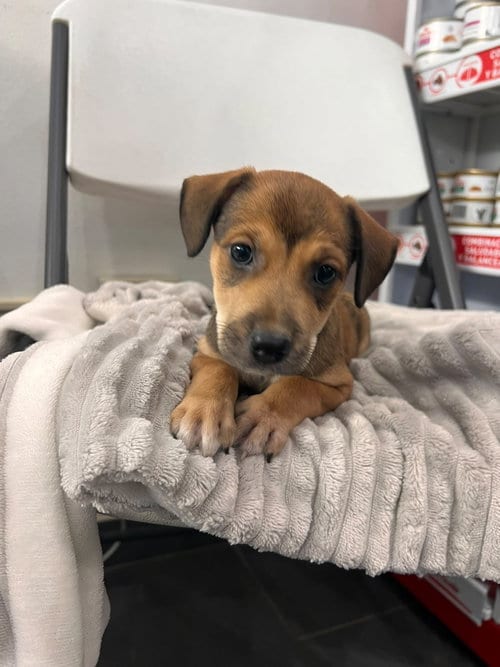 Photo of Sofia, adoptable Beagle in Jenkintown, Pennsylvania