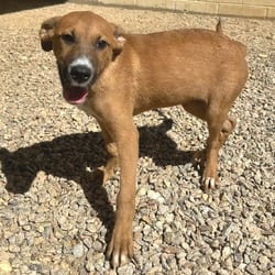 Photo of Madge 5645, adoptable Mixed Breed (Medium) in Loxahatchee, Florida