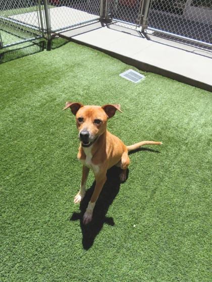 Photo of Chewie, adoptable dog in Farmington, New Mexico