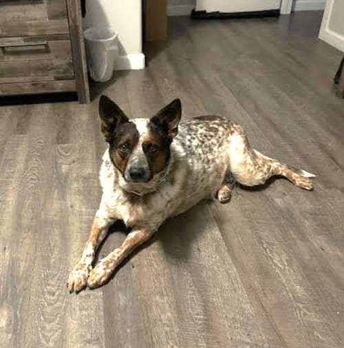 Photo of Kobe, adoptable Australian Cattle Dog/Blue Heeler in Chandler, Arizona