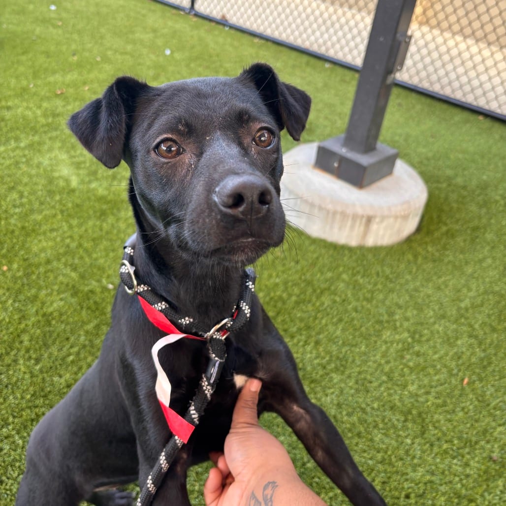Photo of Saylor, adoptable Mixed Breed (Medium) in Dayton, Ohio