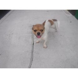 Photo of Joe, adoptable Terrier (Unknown Type, Medium) in Doral, Florida