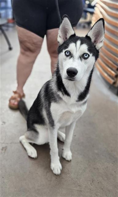 Photo of Leo, adoptable Husky in Dallas, Texas