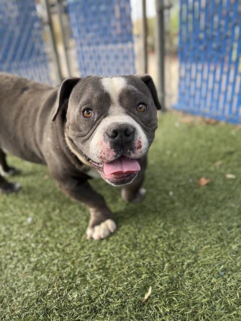 Photo of Ferdinand, adoptable Bulldog in Chula Vista, California